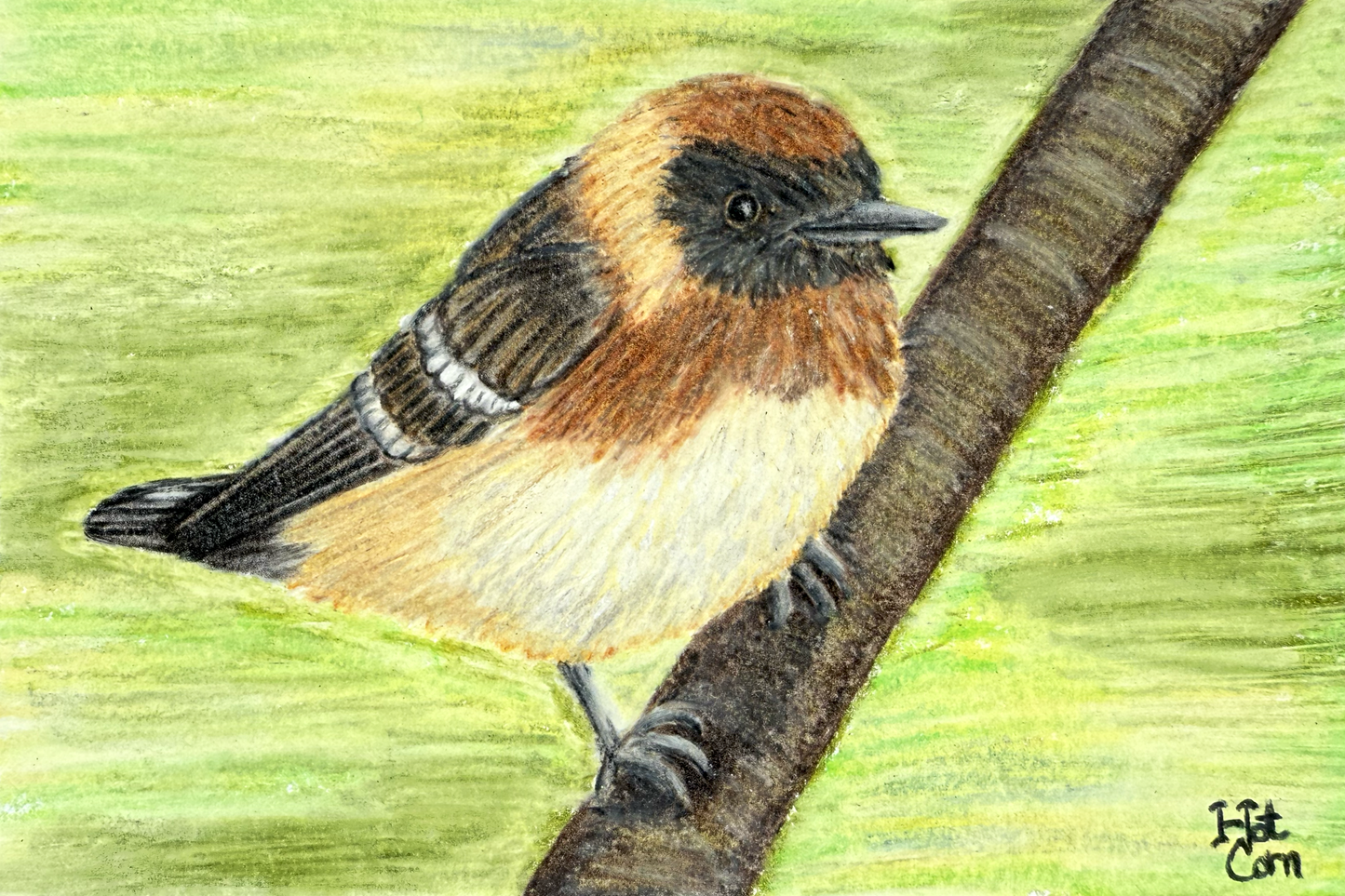 Bay-breasted Warbler (Setophaga castanea)