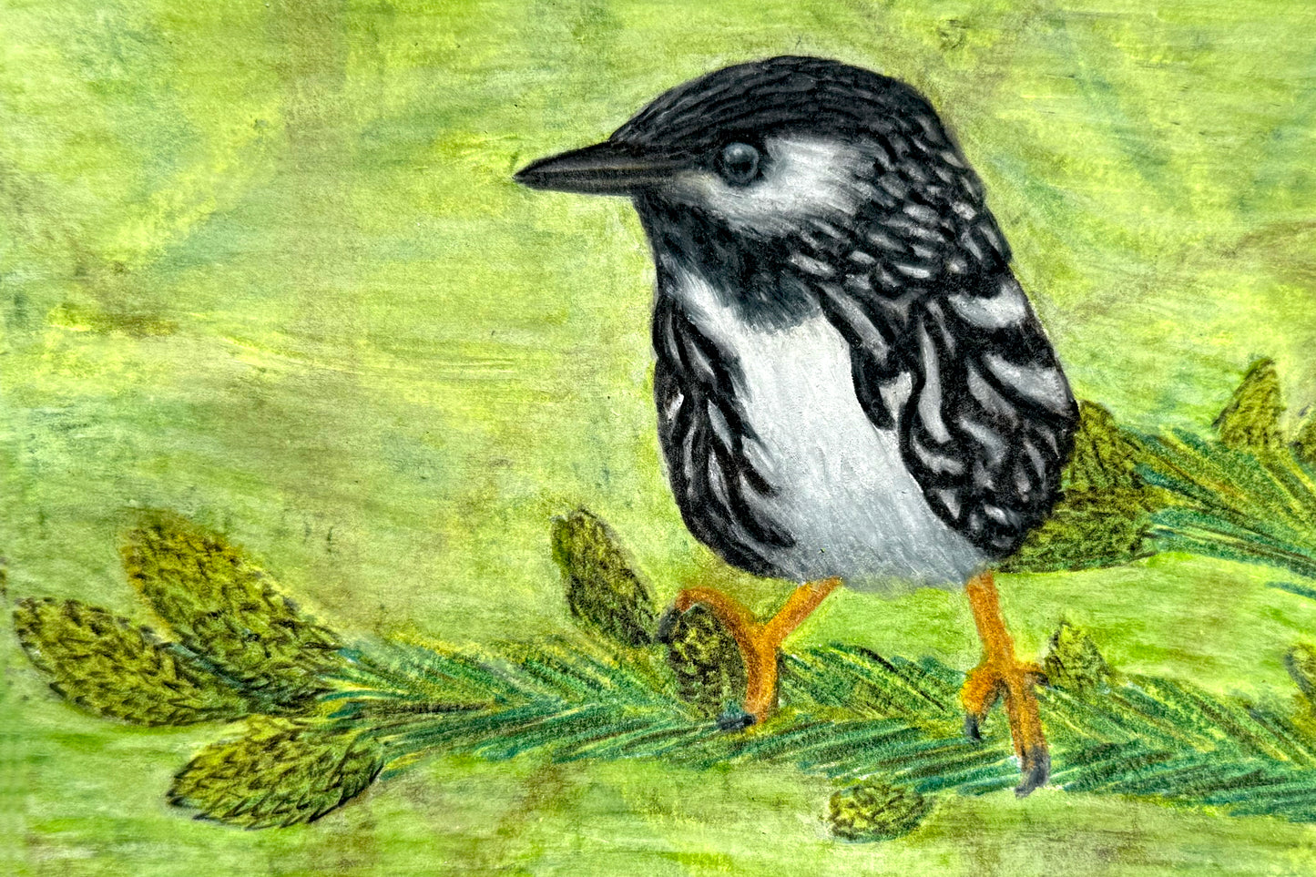 Blackpoll Warbler Portrait