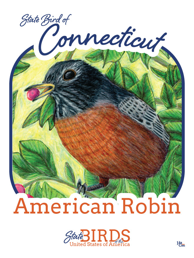 Poster of American Robin - State Bird of Connecticut