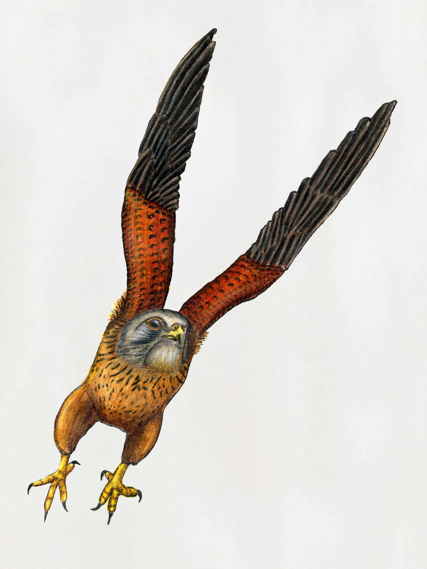 Common Kestrel Taking Flight