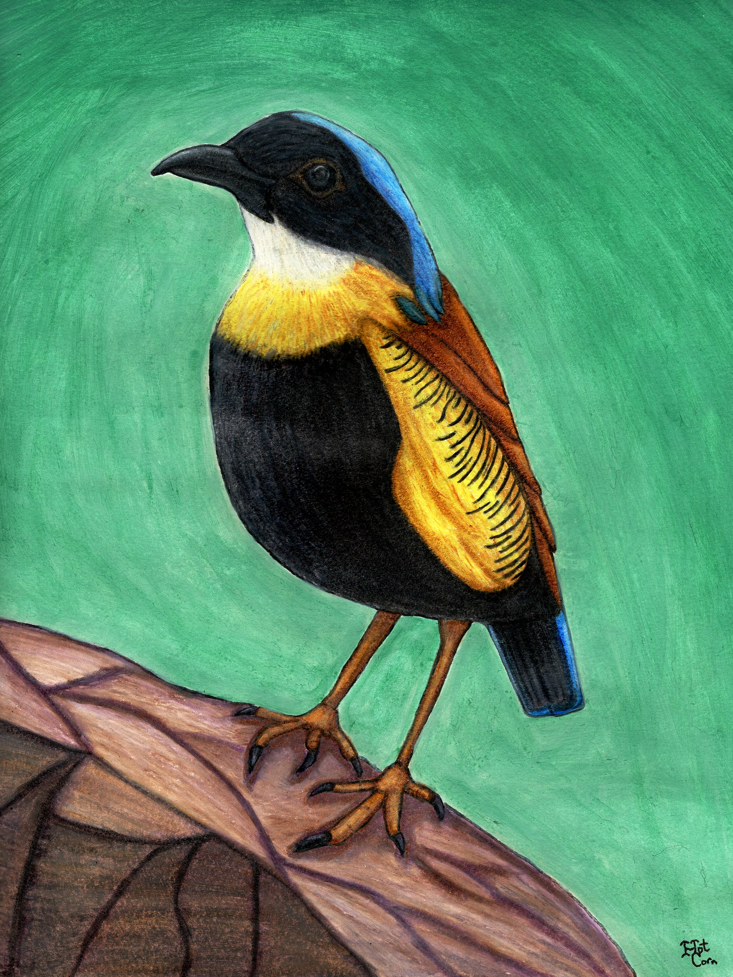 Gurney's Pitta Portrait
