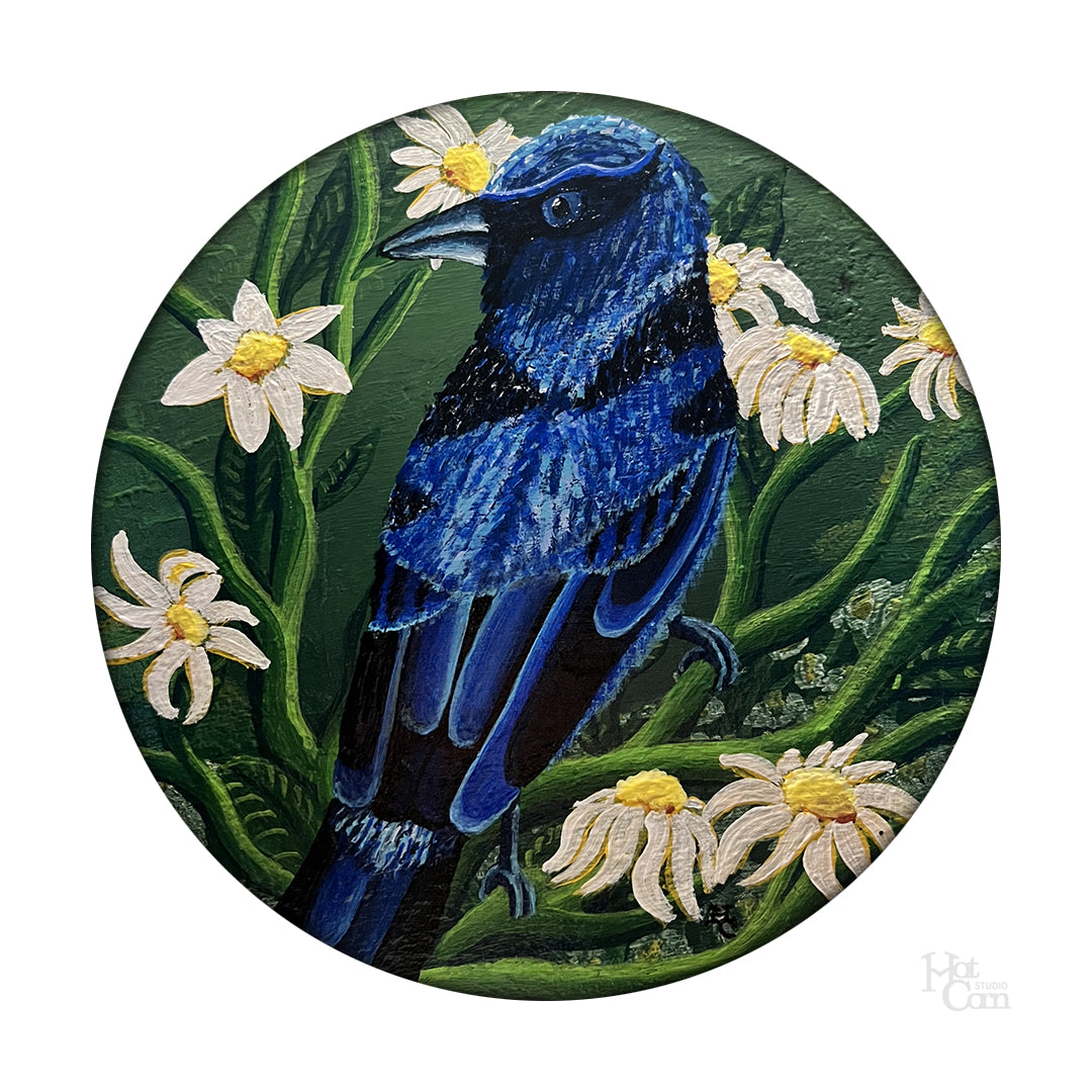 Montoya (Indigo Bunting Amongst the Daisies)