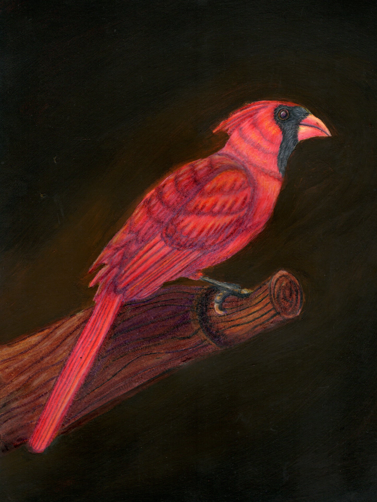 Northern Cardinal - State Bird of Ohio