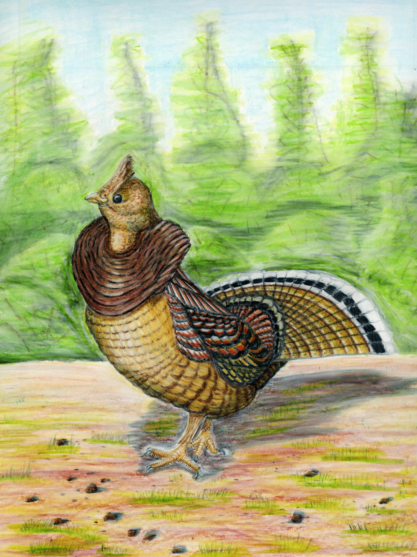 Ruffed Grouse - State Bird of Pennsylvania