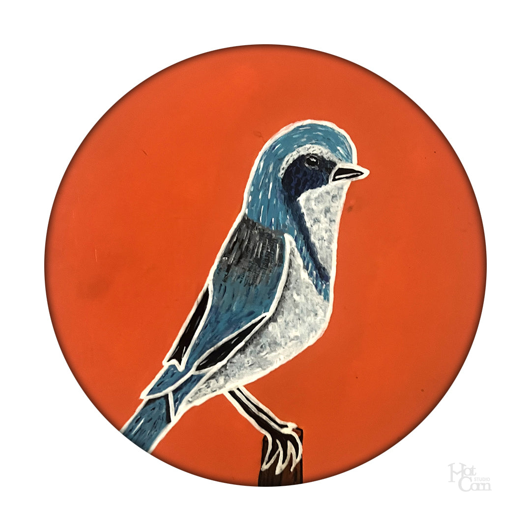 Scrub Jay Portrait