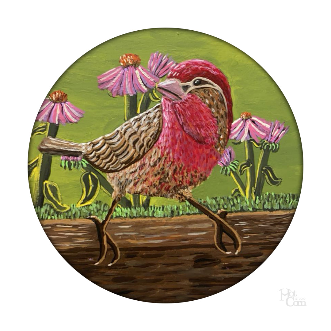 The PimpDaddy Housefinch of Apple Street