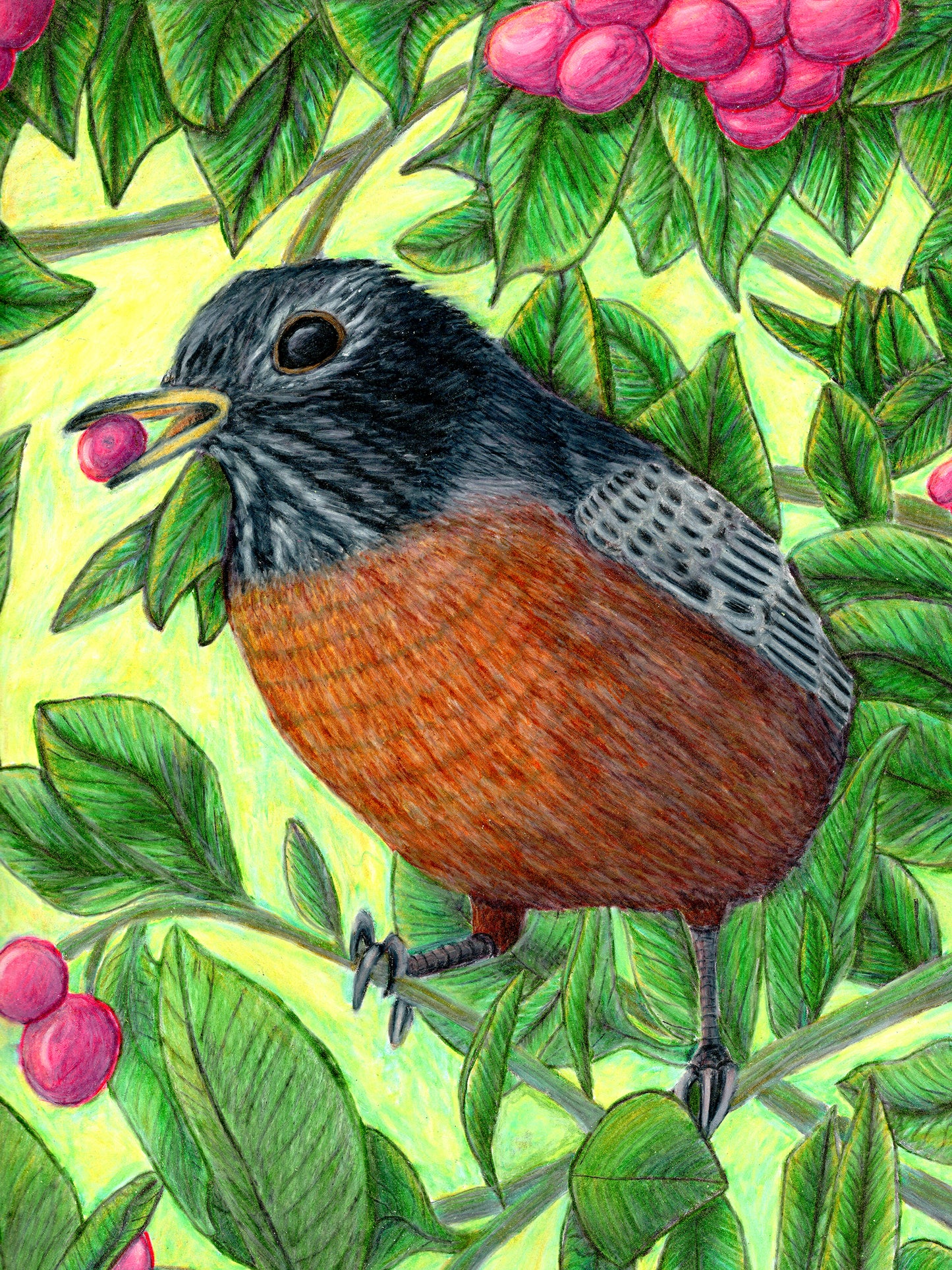 American Robin - State Bird of Connecticut