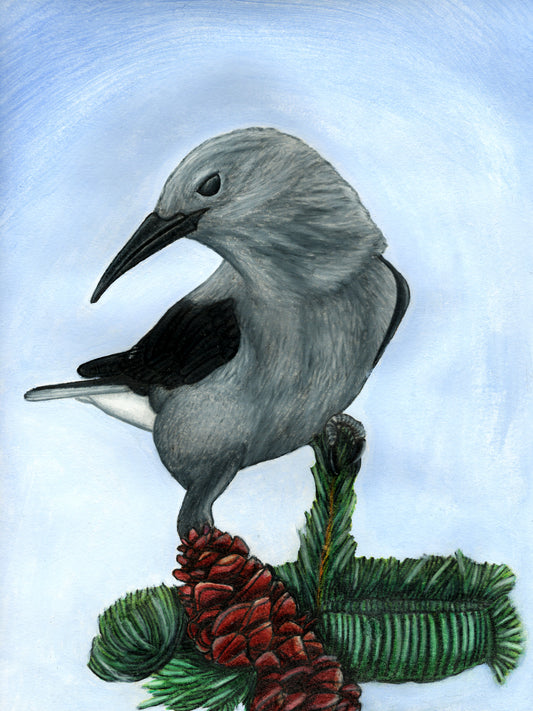 Clark's Nutcracker Portrait