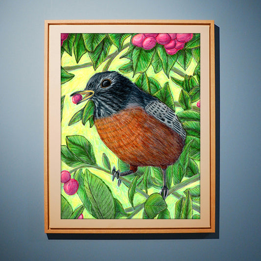 American Robin - State Bird of Connecticut