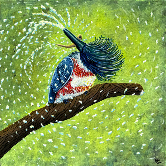 Defrosting Dinner - Female Belted Kingfisher