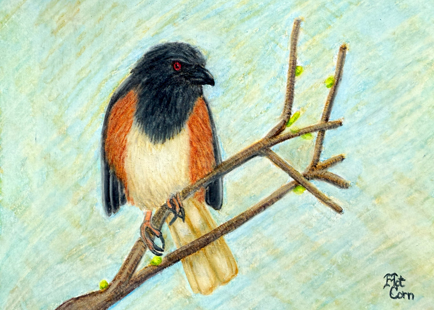 Eastern Towhee Portrait