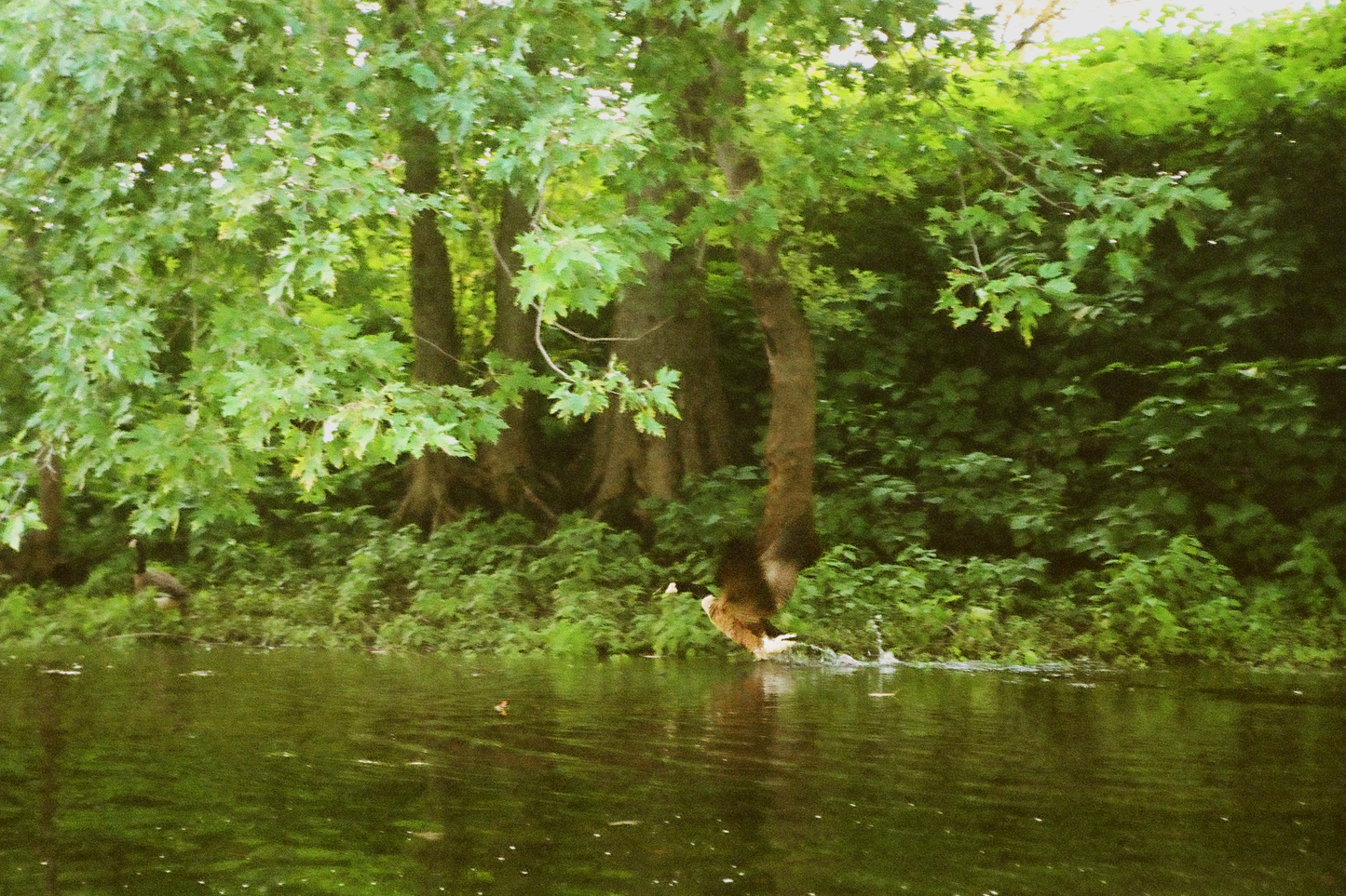 West Branch of the Susquehanna River Postcards Set