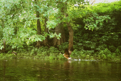 West Branch of the Susquehanna River Postcards Set