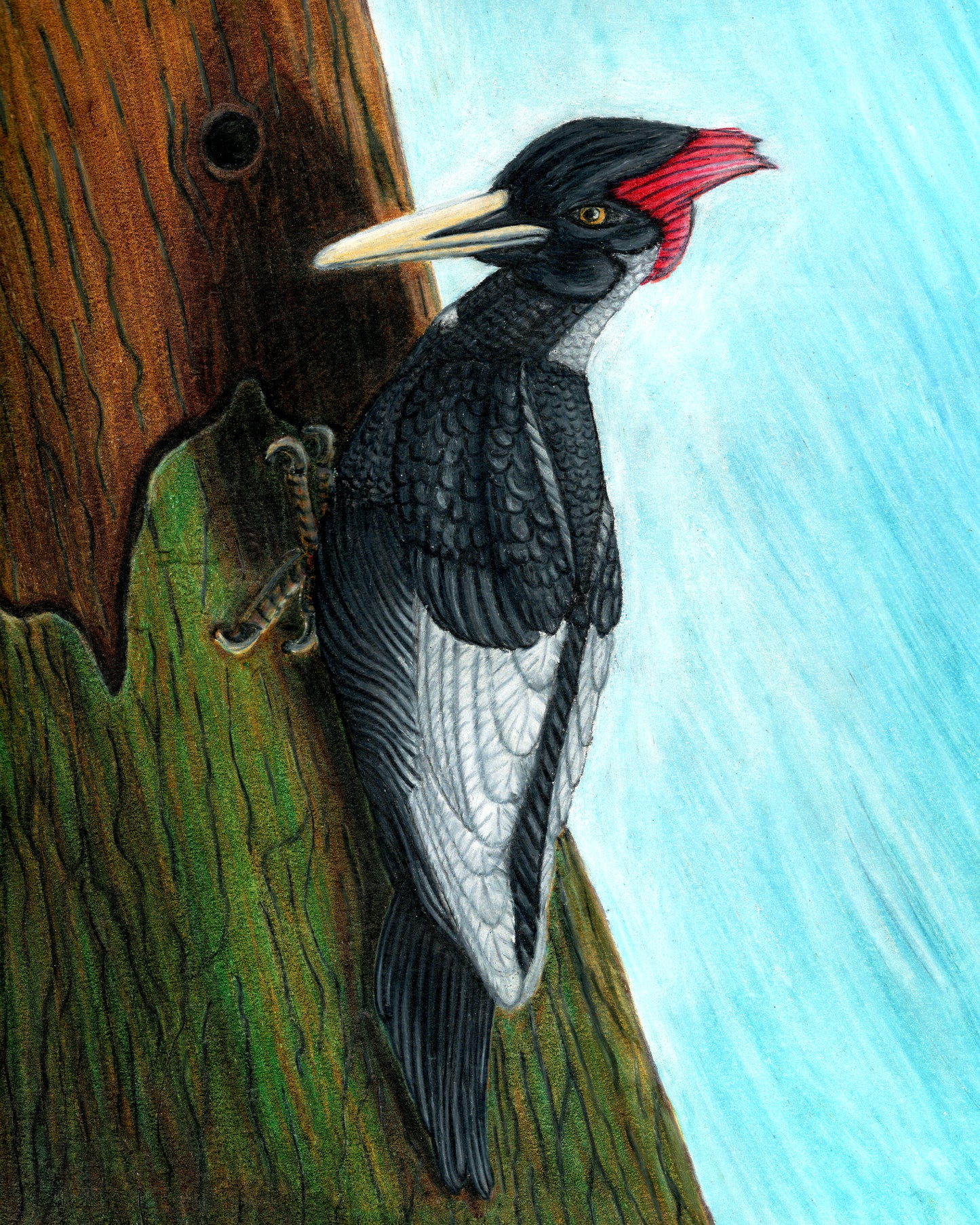 Ivory-Billed Woodpecker
