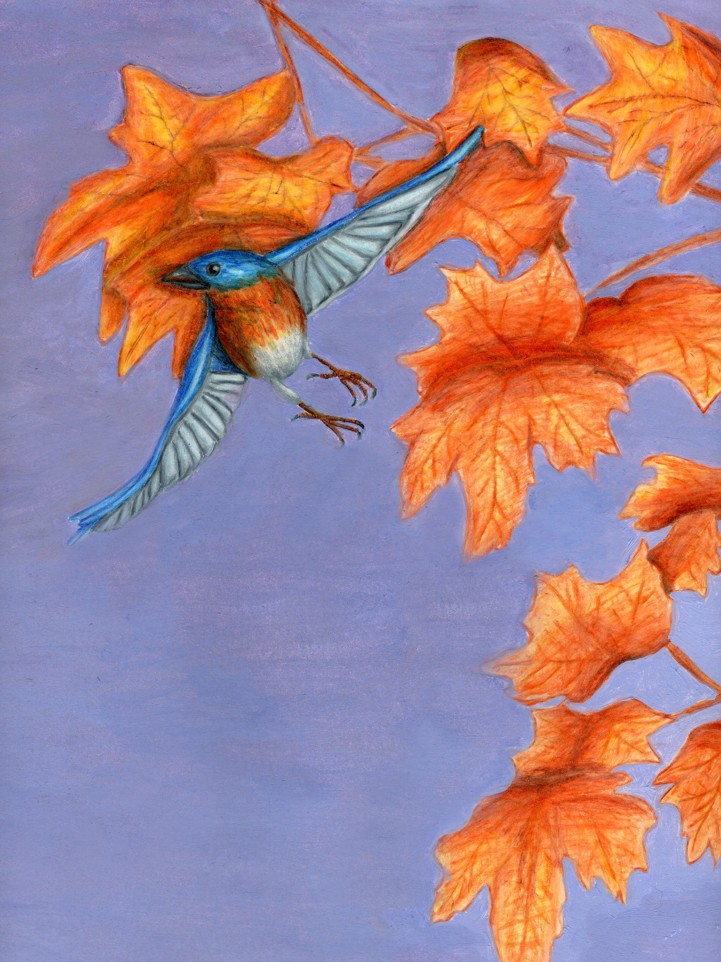 Eastern Bluebird - State Bird of New York