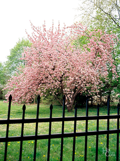 Williamsport Nature Postcards Set