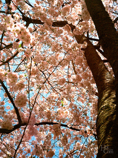 Williamsport Nature Postcards Set