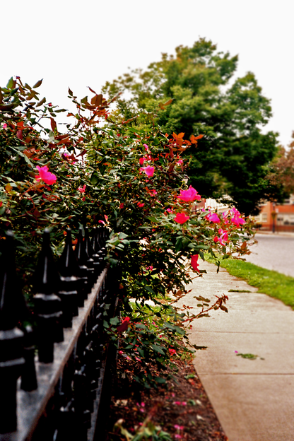 Williamsport Nature Postcards Set