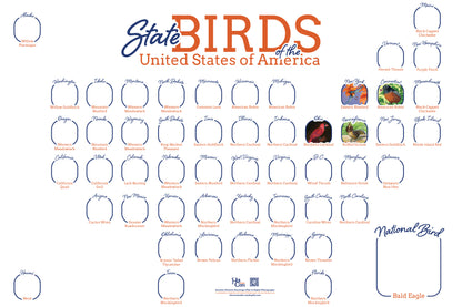 State Birds of the United State of America Horizontal Map Poster