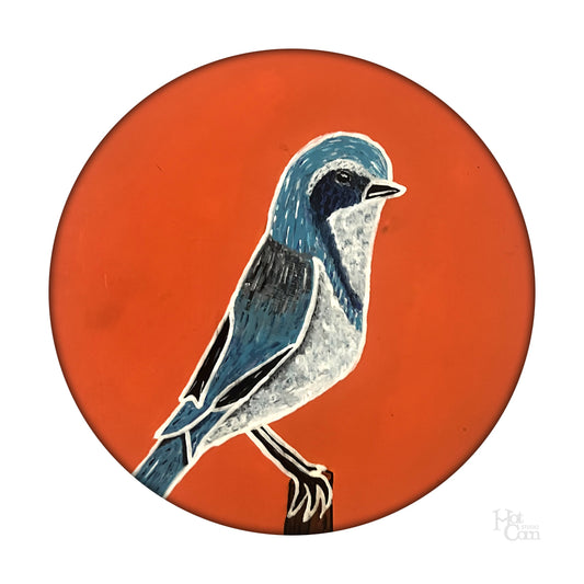 Scrub Jay Portrait
